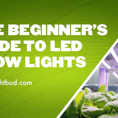 The Beginner's Guide to LED Grow Lights