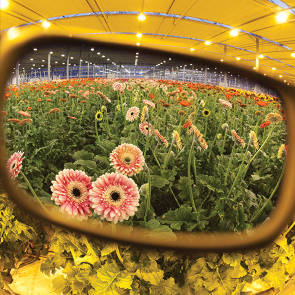 Method Seven Cultivator HPS Plus Grow Glasses